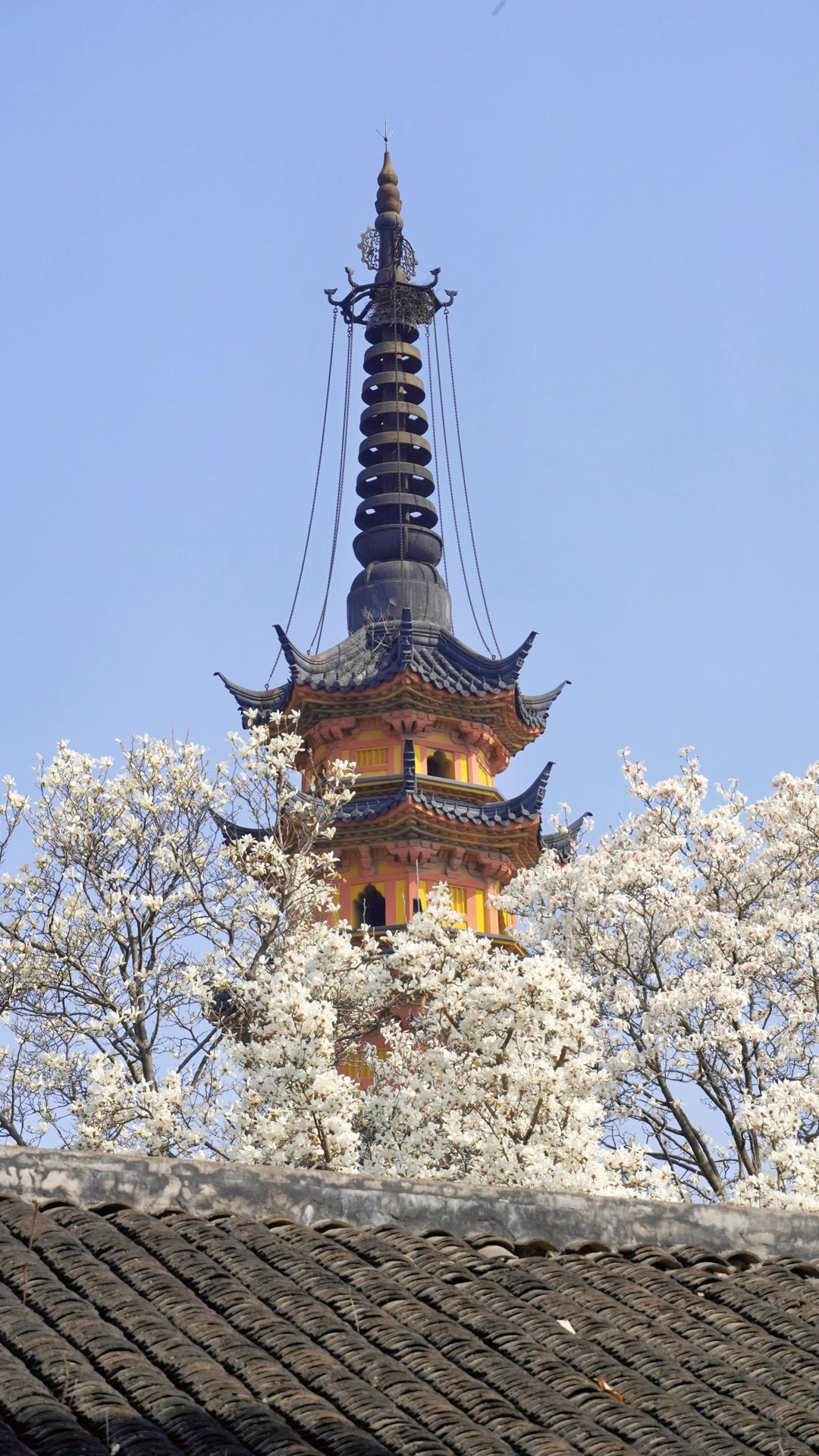 3月来苏州‼️别错过这篇赏花攻略🌸