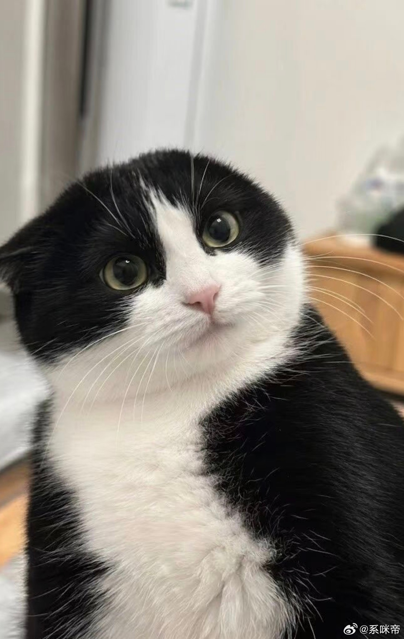 我有点喜欢奶牛猫那个神经劲，哈哈哈 