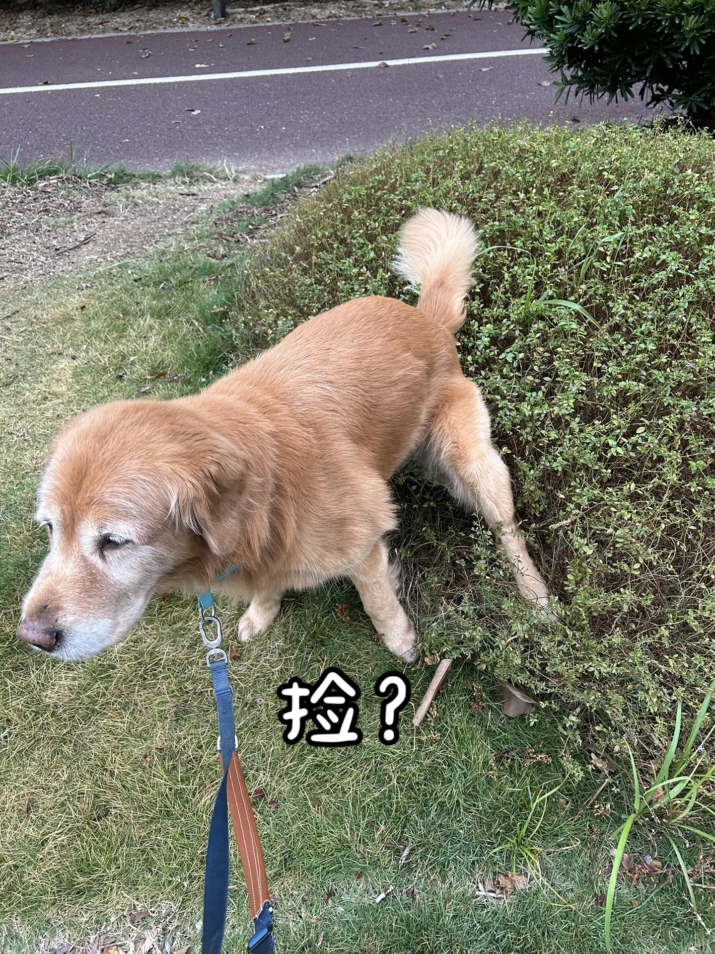 黄狗你这样真的很让人为难。😥😥😥