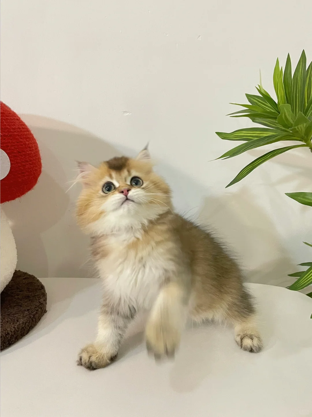 特价找家🥰长毛金渐层