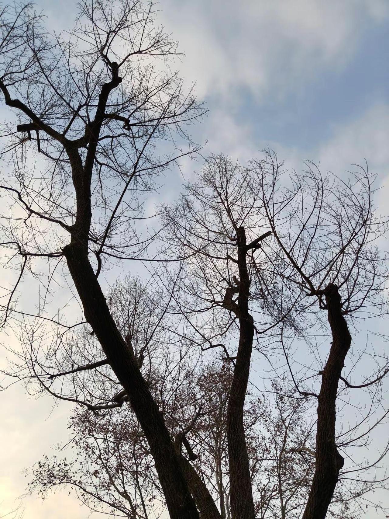 如果你也喜欢拍树不妨交换一张 可以看看你们拍的树吗 我用摄影看世界 一张图证明你