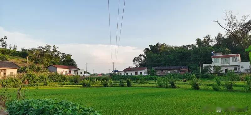 农村的风景好美,你们喜欢农村吗? 我超爱农村！那风景，简直绝了。
清晨，薄雾像温