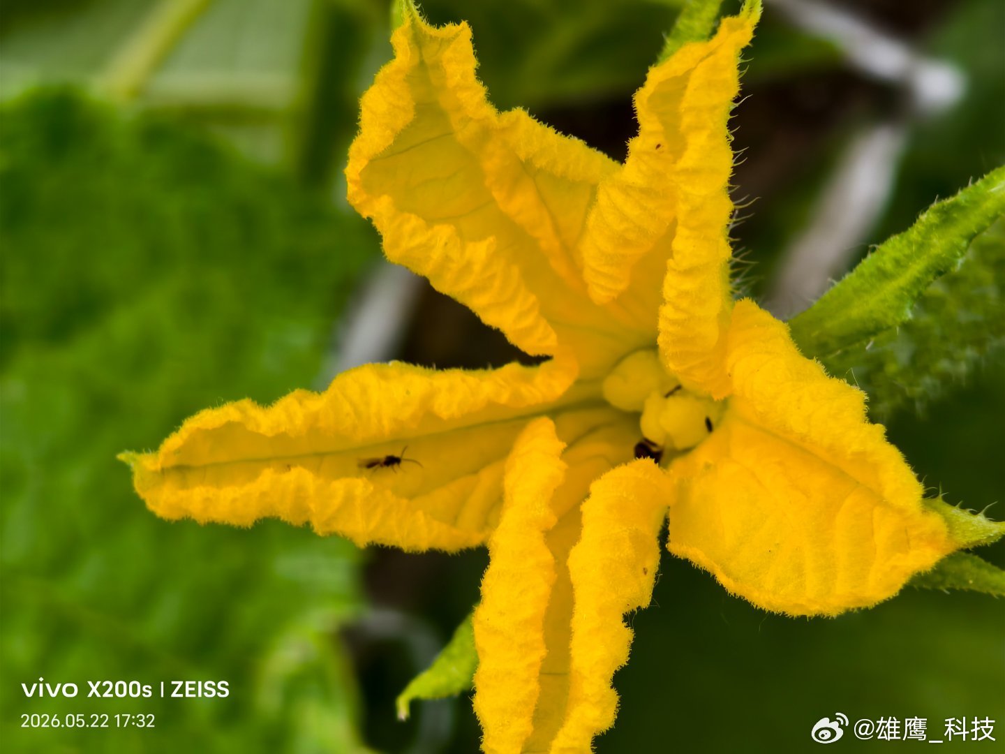 vivo 嫩黄花瓣尽情的舒展，藤蔓悄悄攀爬，藏着悄悄长大的小黄瓜。夏日田园的生机