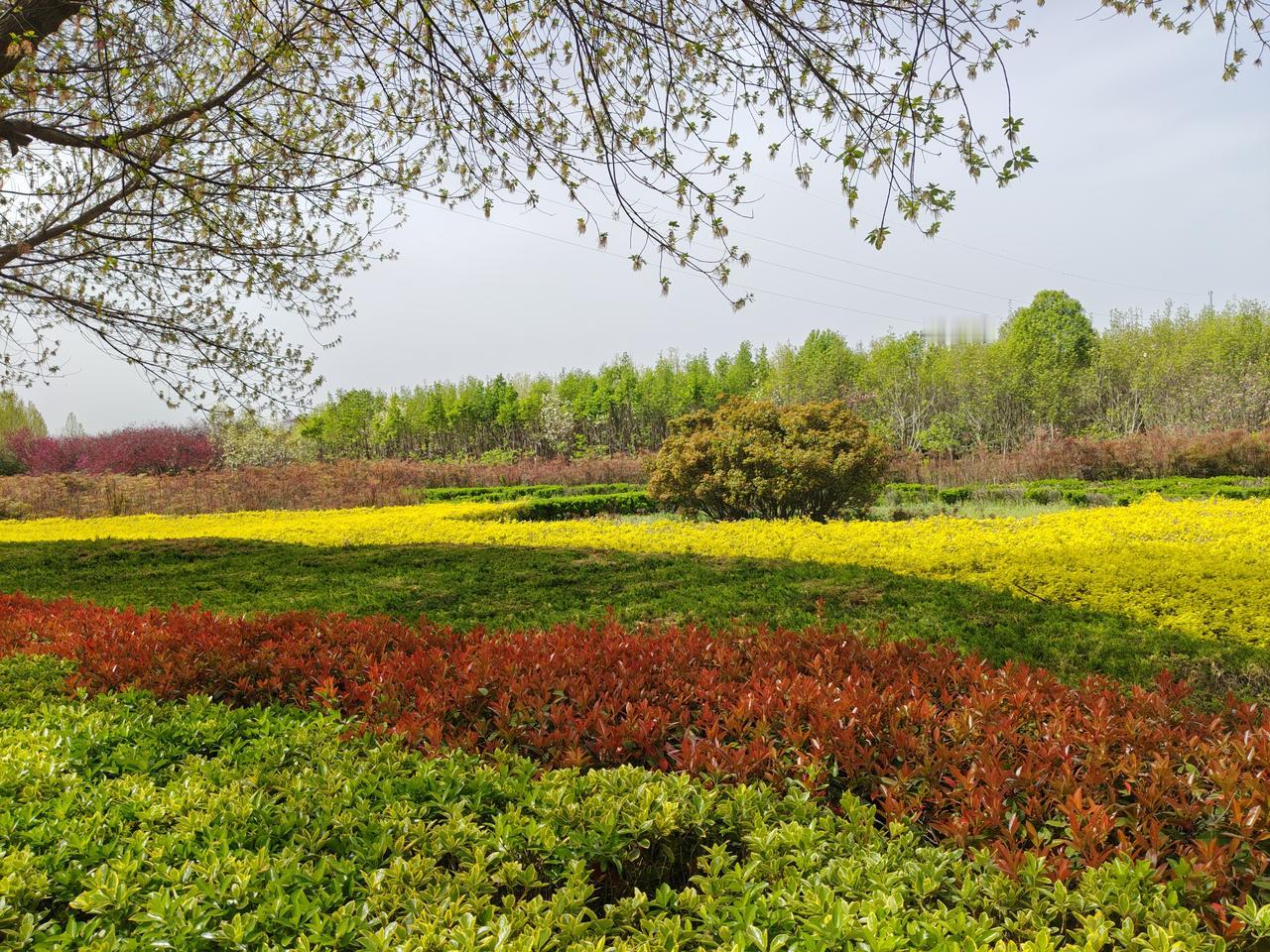 抬头撞见这一片春日花海，真的被狠狠治愈了！层层叠叠的色块铺在眼前，红的热烈、黄的