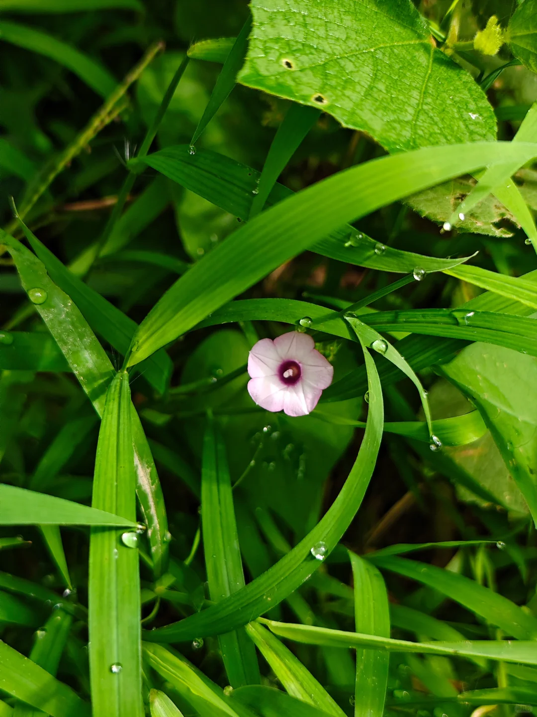 三裂叶薯🌸