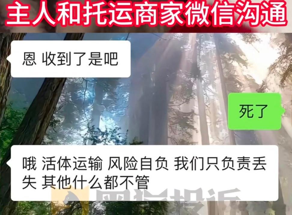 600元买猫470元托运只收到尸体到底是什么人网购宠物啊[疑问]如果真的喜欢猫猫