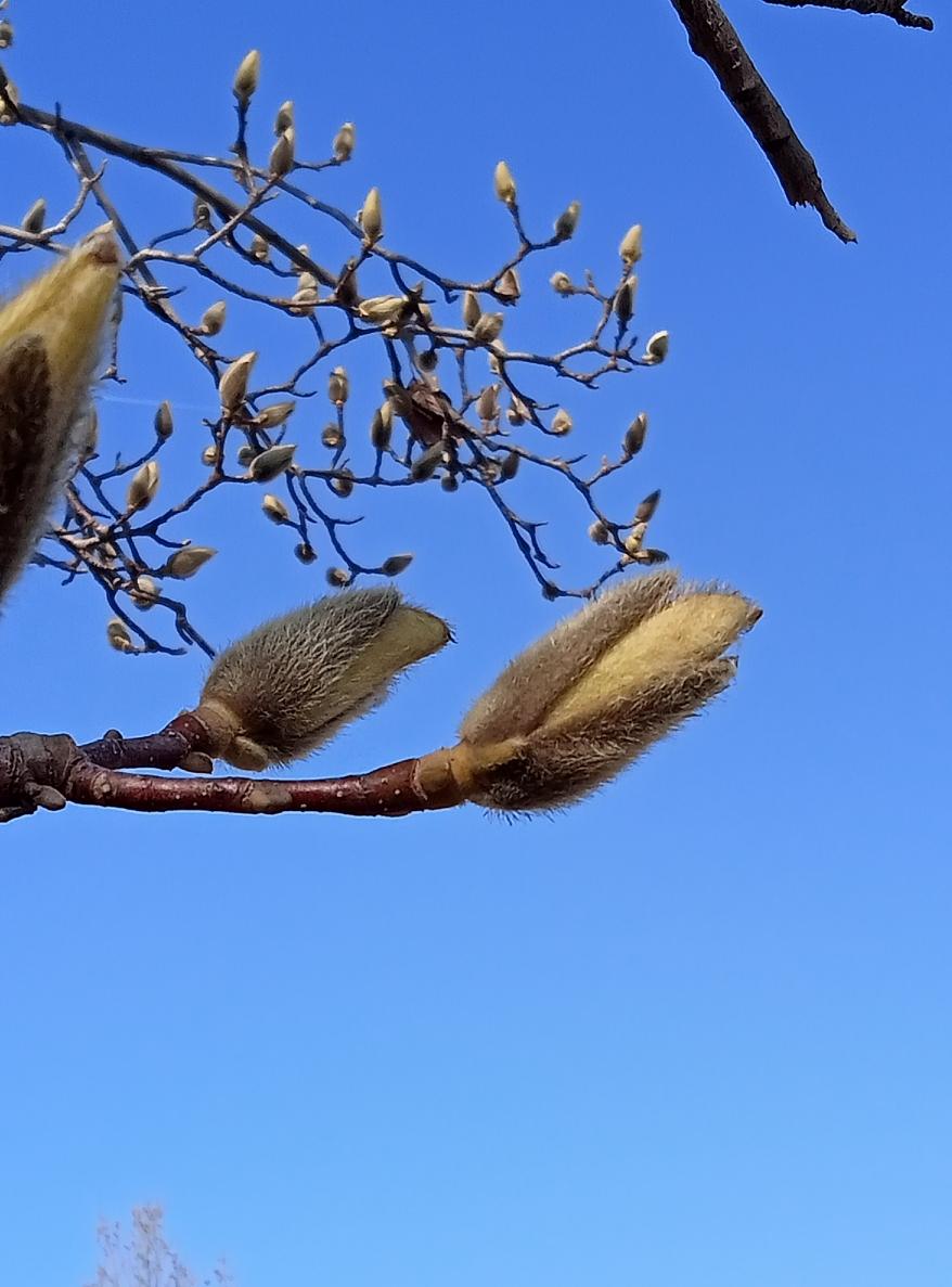 以下几幅玉兰花是在同一个公园含苞待放和盛开的玉兰花