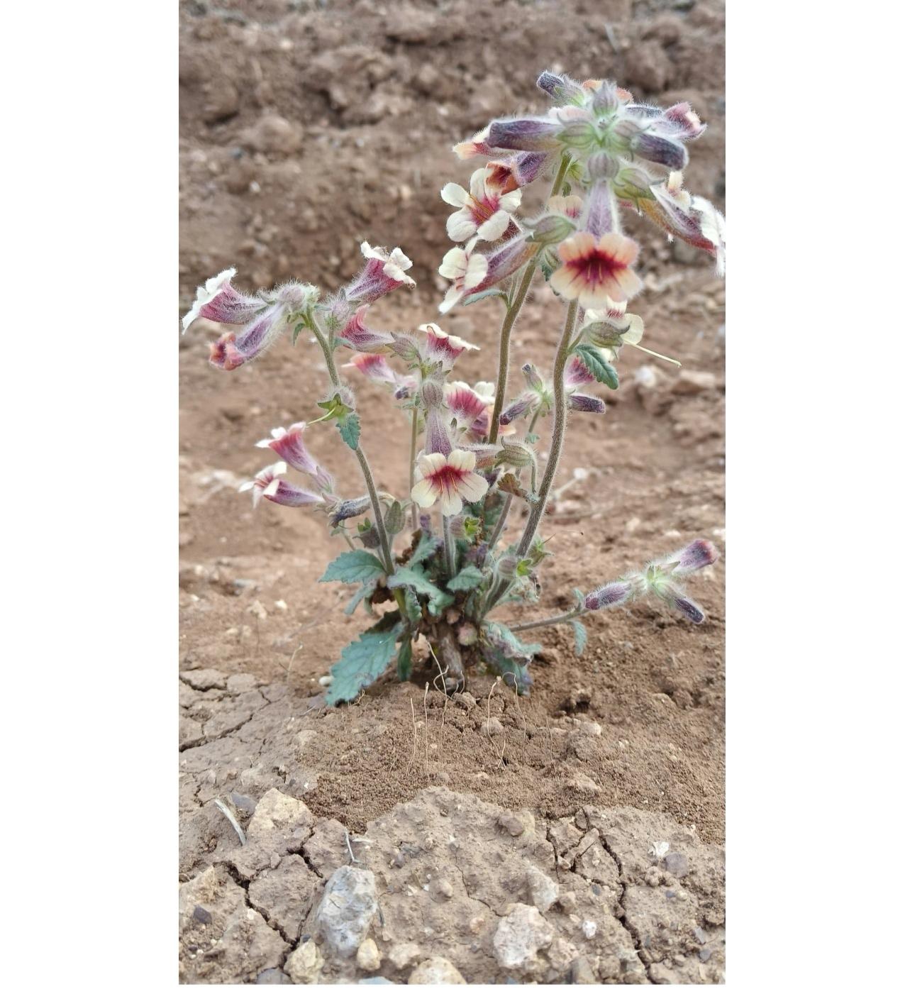 地黄开花～