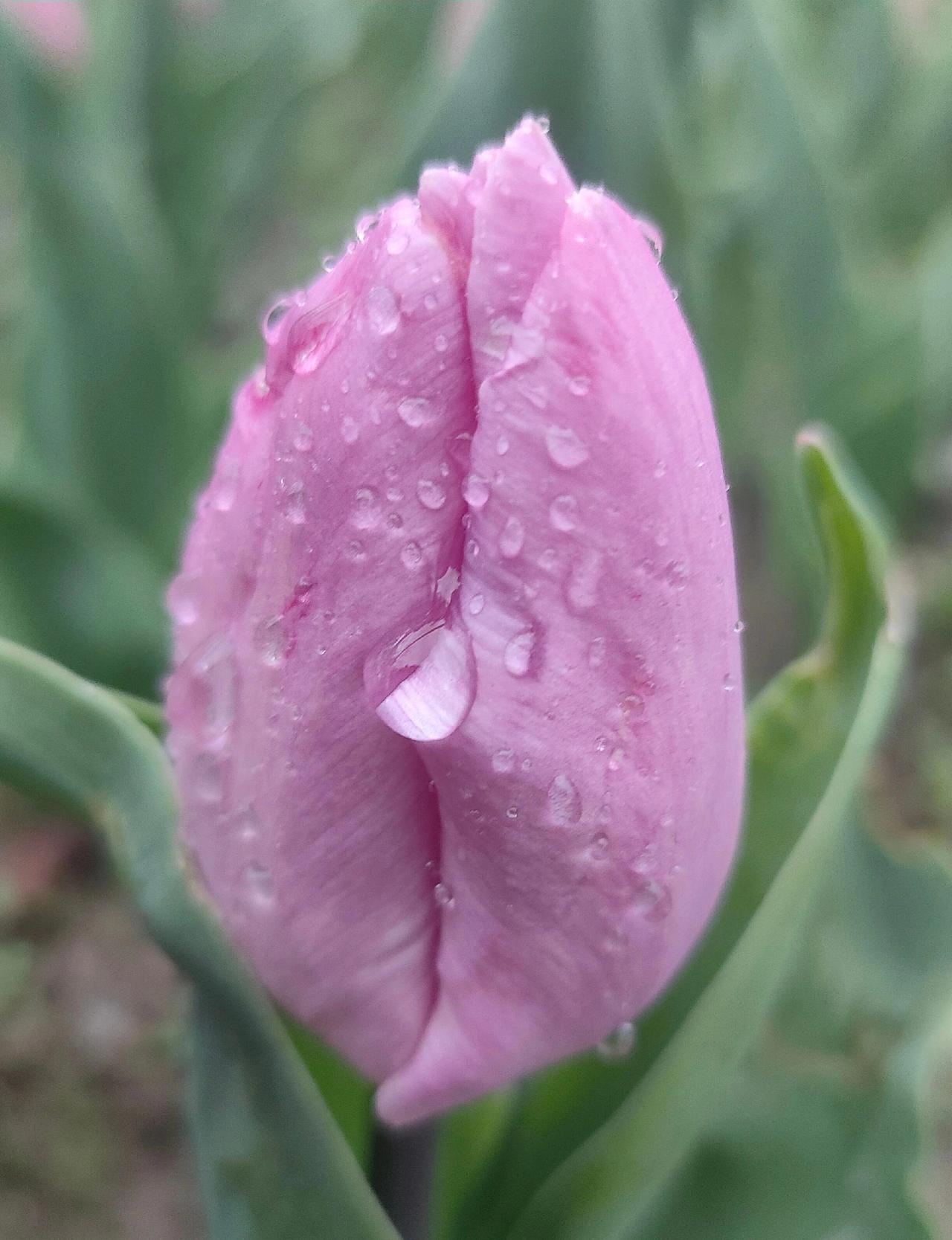 上联:昨夜清风梳绿柳
下联:今晨细雨润红花

图片采自网络，侵则立删。
文笔挑战