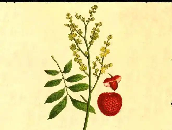 提到唐代荔枝进贡，没人能绕开“一骑红尘妃子笑，无人知是荔枝来”这句诗。很多人只知