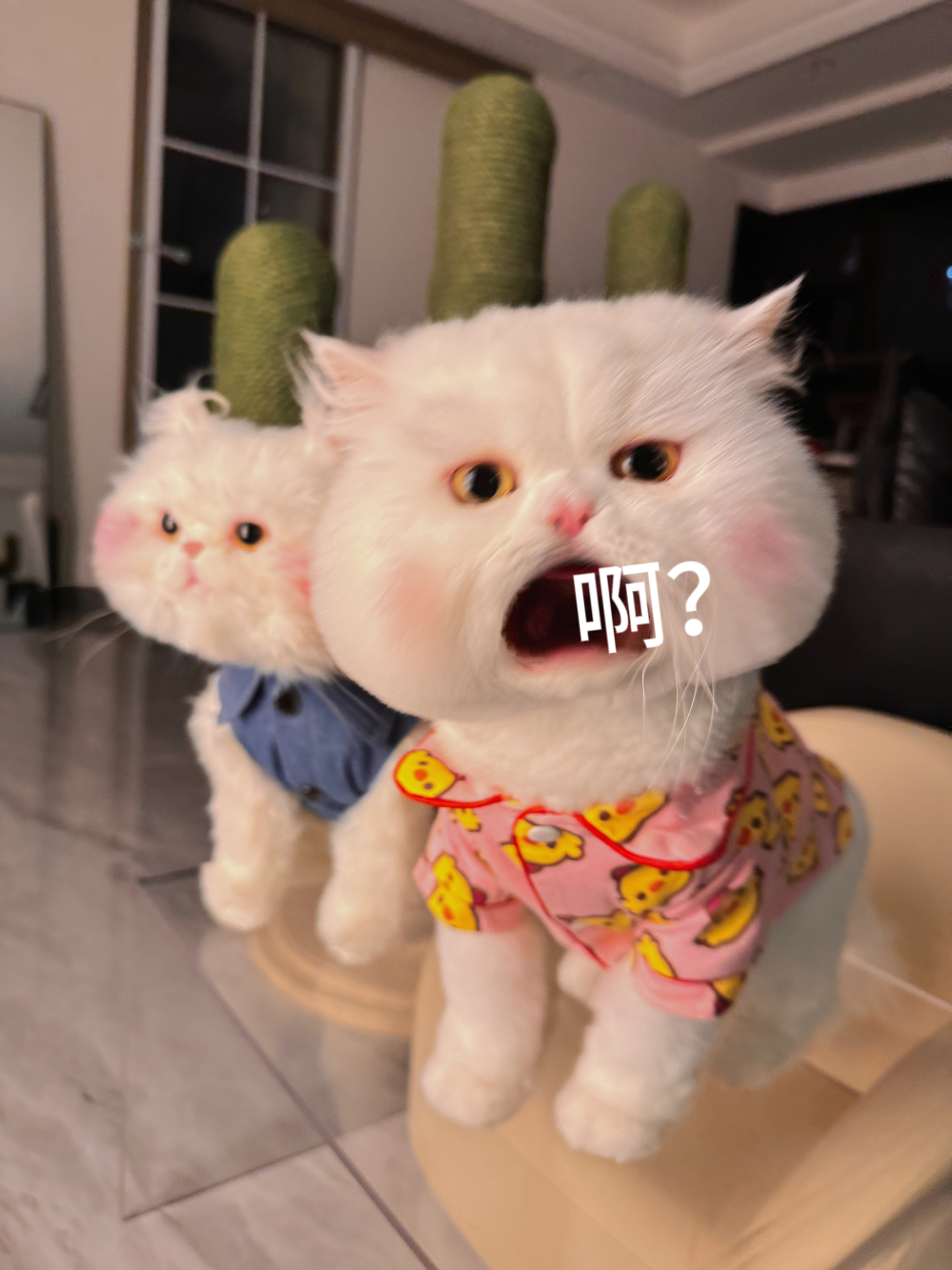 我的小猫出息了，因为表情包火爆，蹭它的热度收到了国牌乐园邀请函~这次没带它 给我