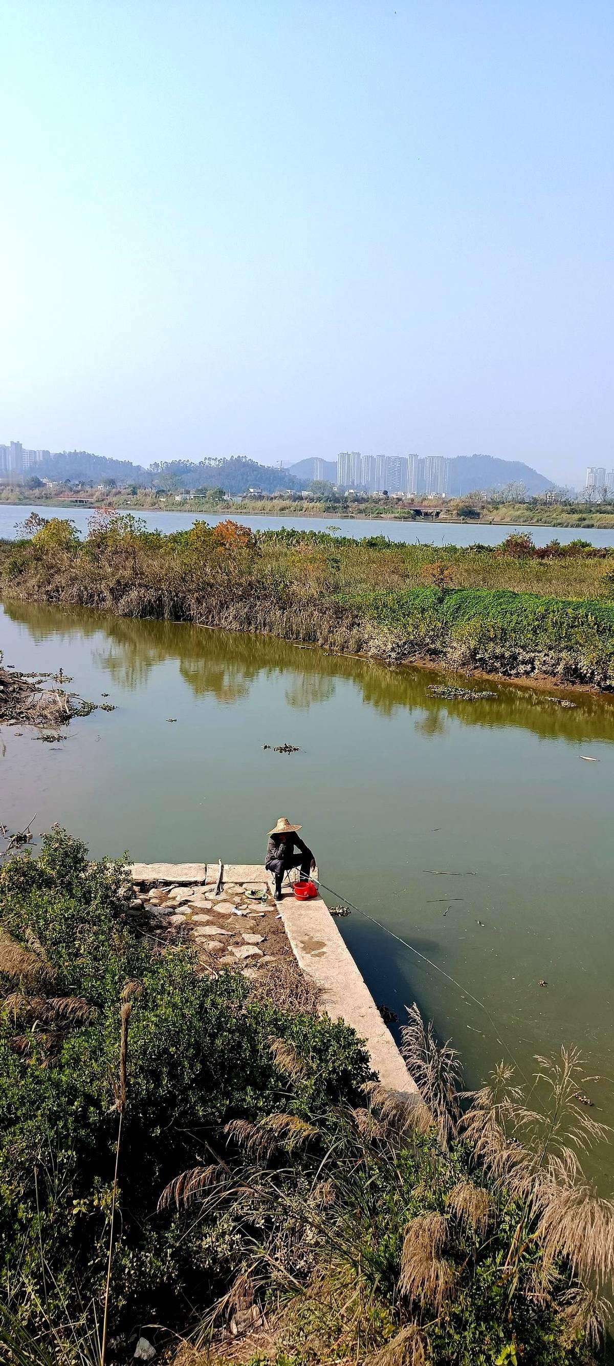 这大闸口，简直是鲤鱼窝！甩竿下去，漂刚站稳就一个缓慢下沉，提竿就是一条肥鲤！
