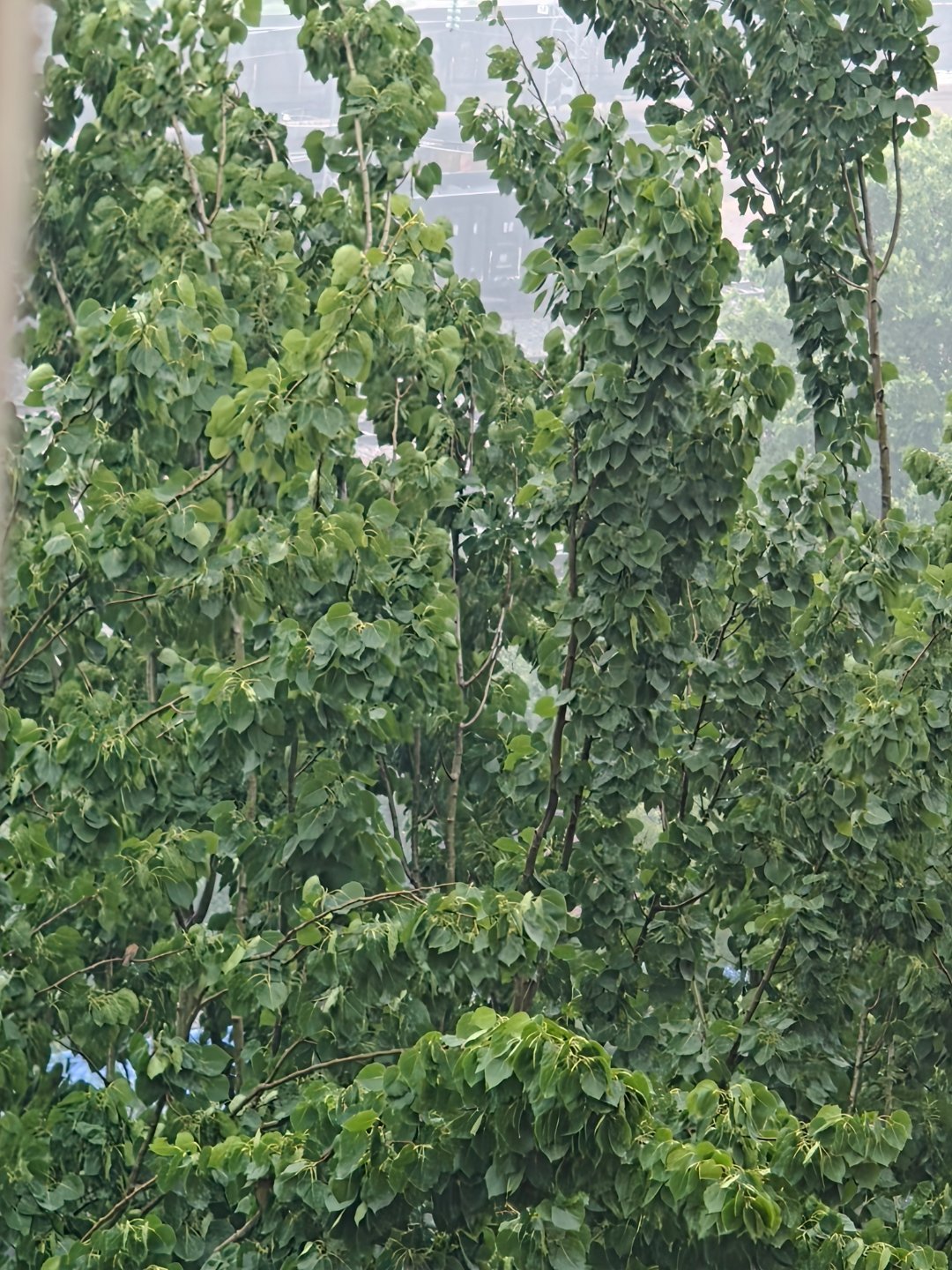 vivo 昨晚下了一夜的雨，今早的天空薄雾蒙蒙，近处的树木叶片翠绿，挂着晶莹的水
