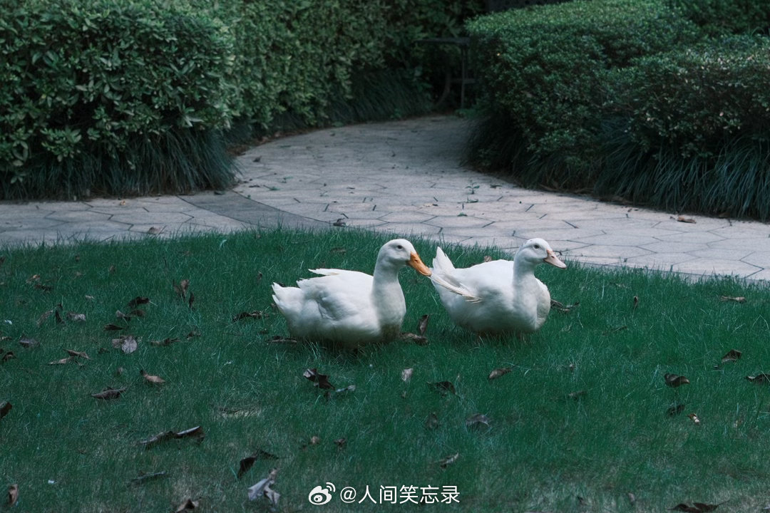 生活记趣。小区里，某位小朋友在溜大鹅。