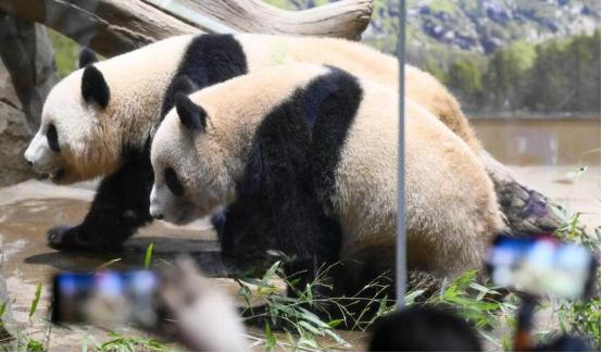 据日本共同社12月15日报道，东京上野动物园的龙凤胎大熊猫“晓晓”（雄性）和“蕾