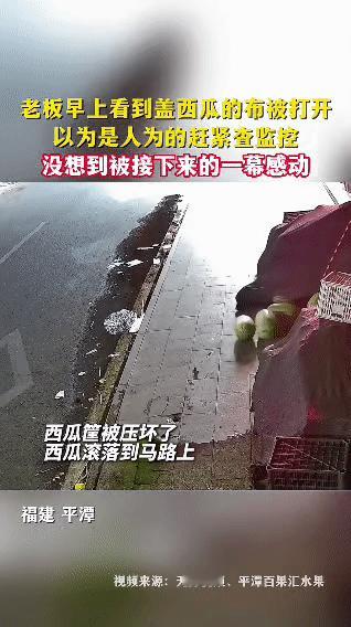 在福建平潭，有位西瓜摊主早上发现盖西瓜的布被打开，还看到西瓜筐压坏，西瓜滚落到马