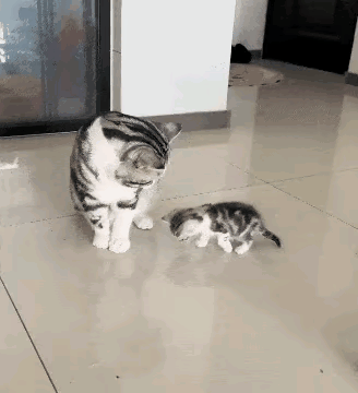 这个猫妈妈他是怎么了啦？他的孩子可能是太饿了，来找他要奶吃，猫妈妈不认她的孩子，