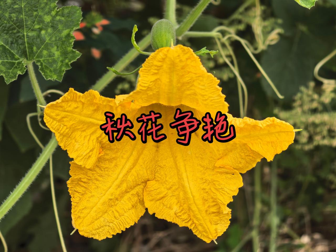 秋花🌸争艳