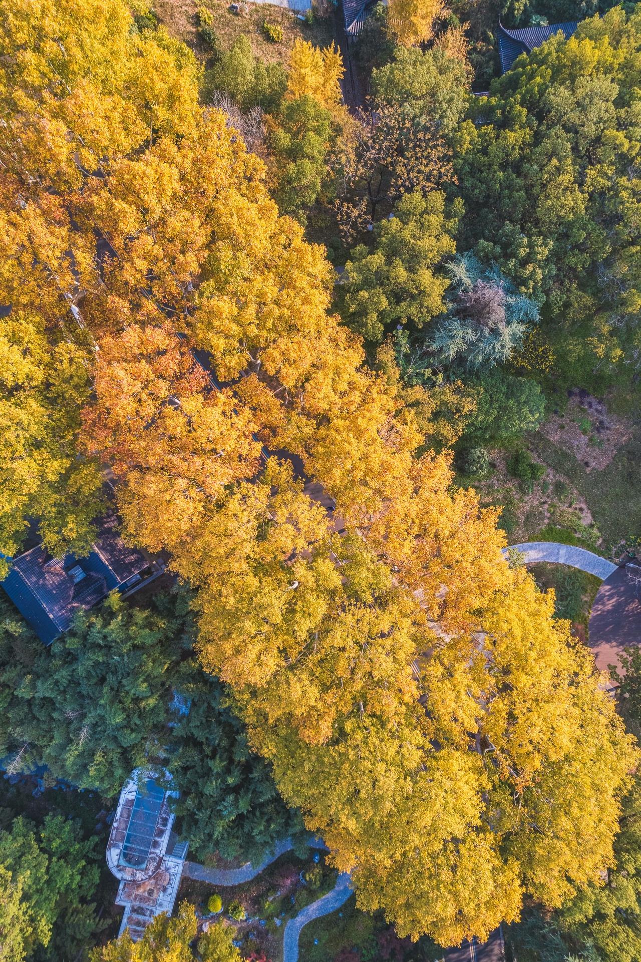 浦口发现一条绝美梧桐大道，就在凤凰山公园