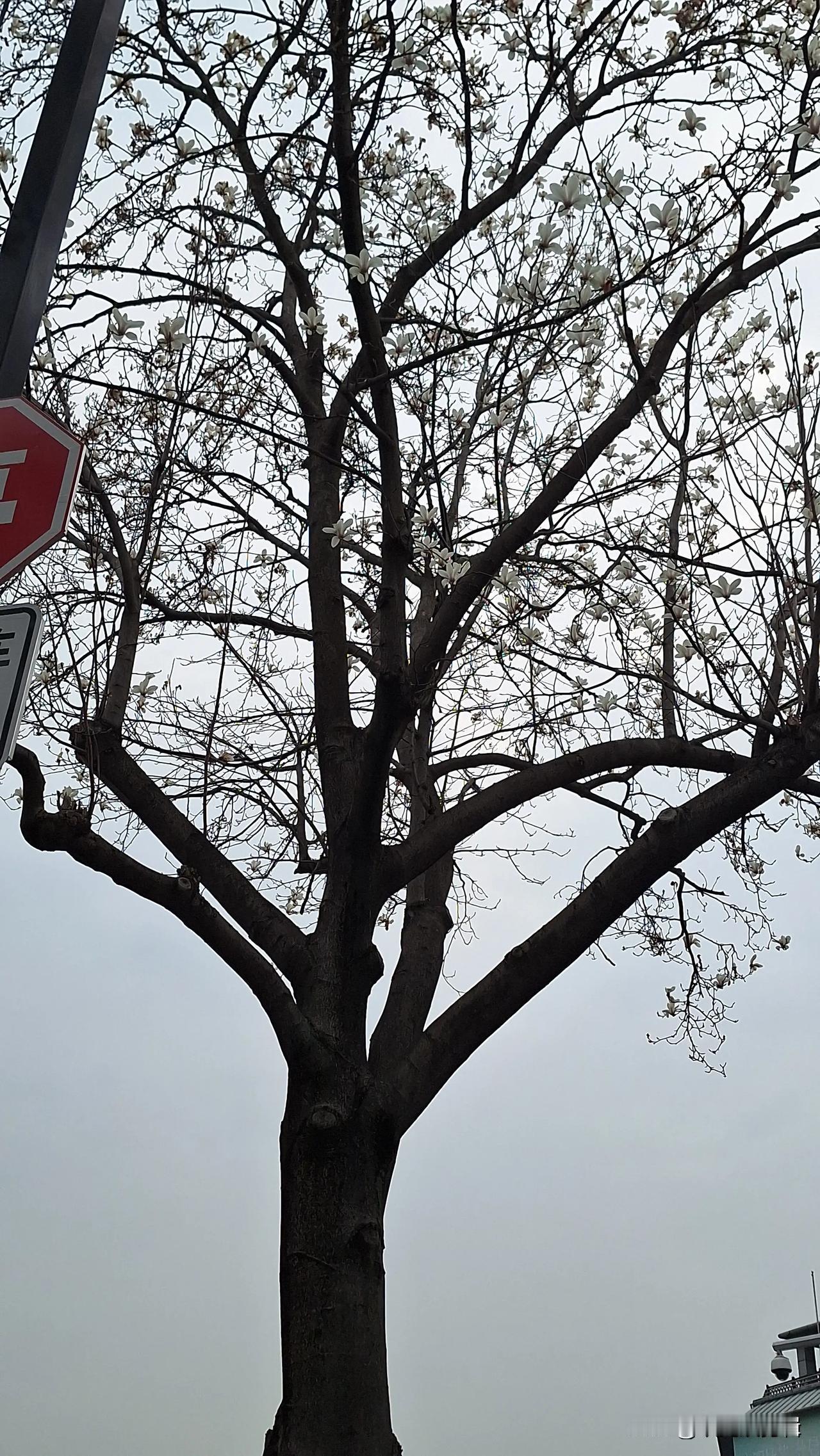 #分享一张你在苏州的照片#这是什么花？苏州的朋友有认识的吗？路过十梓街拍下，好美