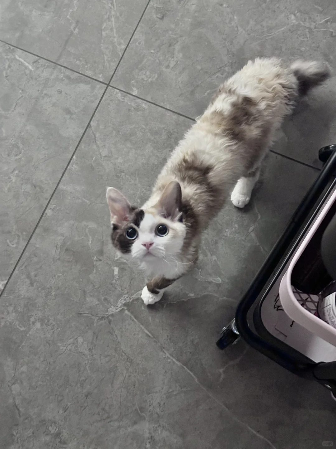 买到了限量版Jellycat🥺