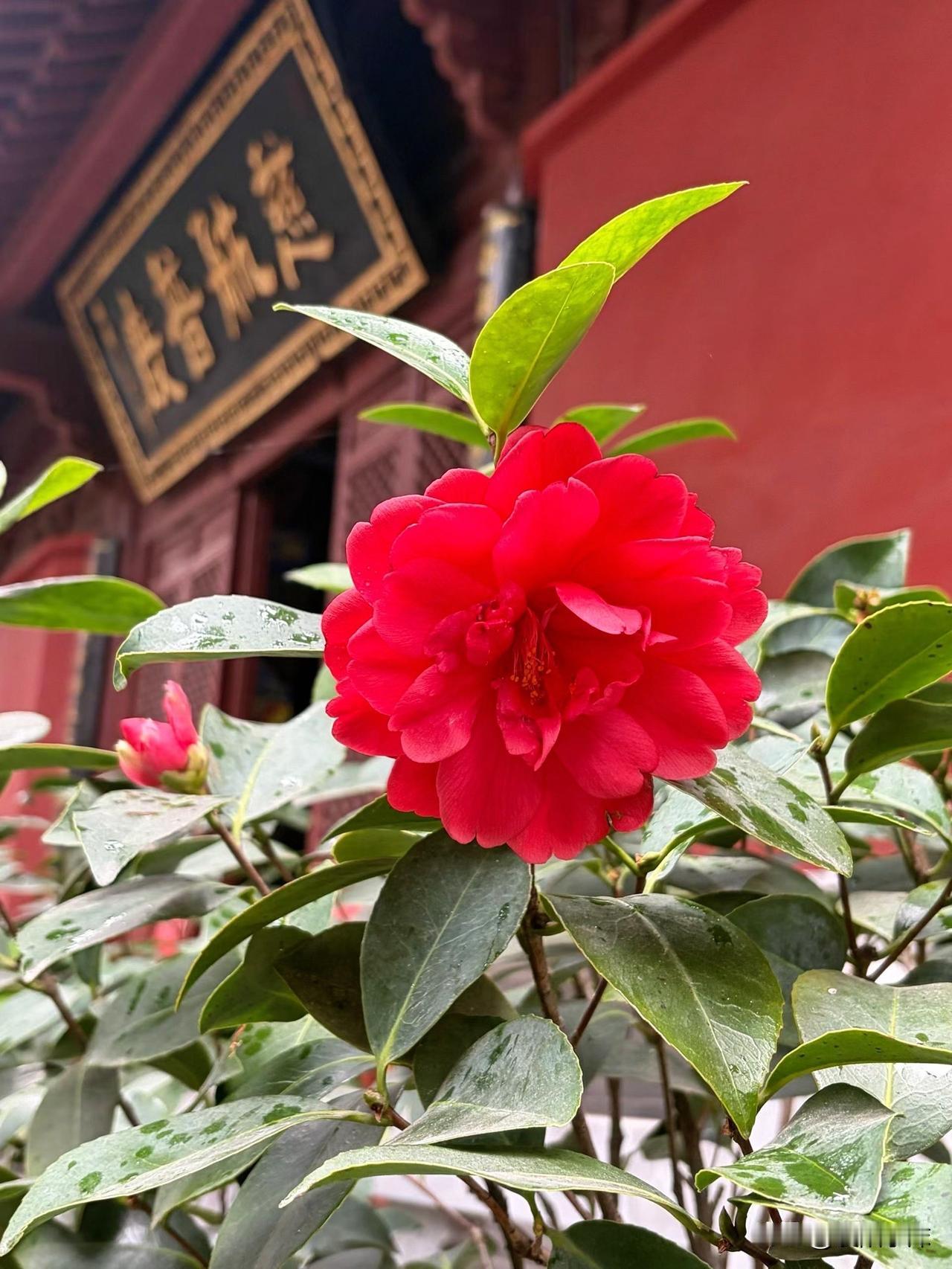 襄阳这座免费古寺被严重低估！知道是哪里的，评论区留言！