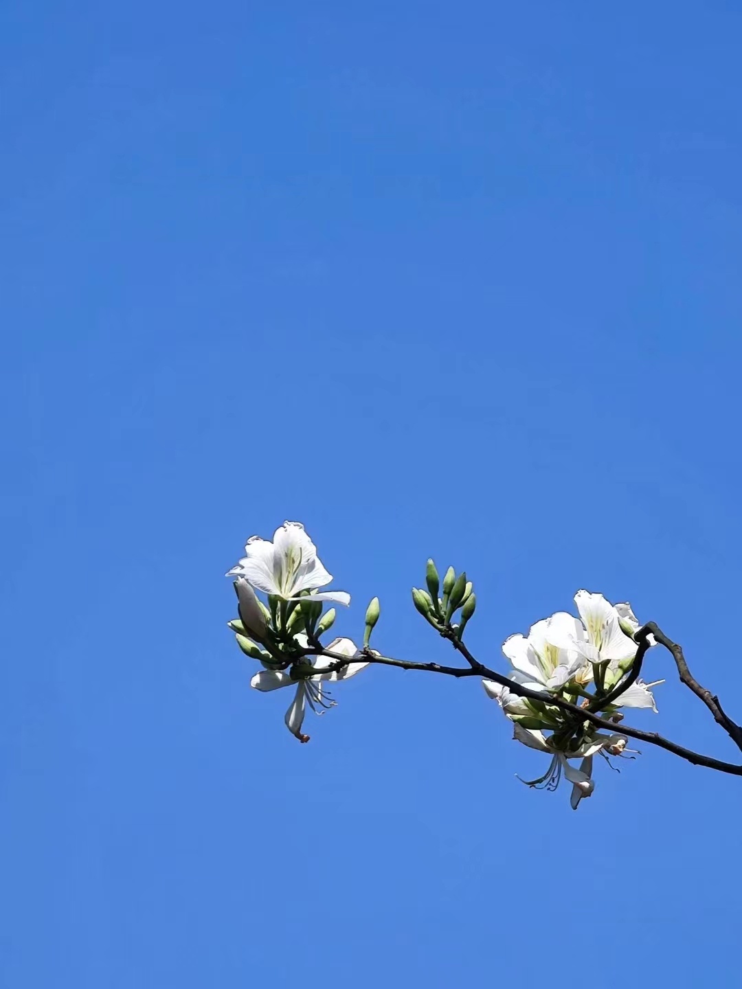 昔日丹青繁都会，转瞬火冲天街，千里京华沦为人间炼狱。——梅越《小人物，大历史》你
