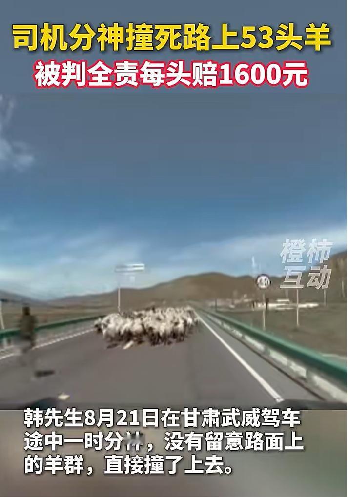 一秒钟的走神，代价是8.48万！甘肃武威韩先生开车没留意路面，直接扎进羊群造成5