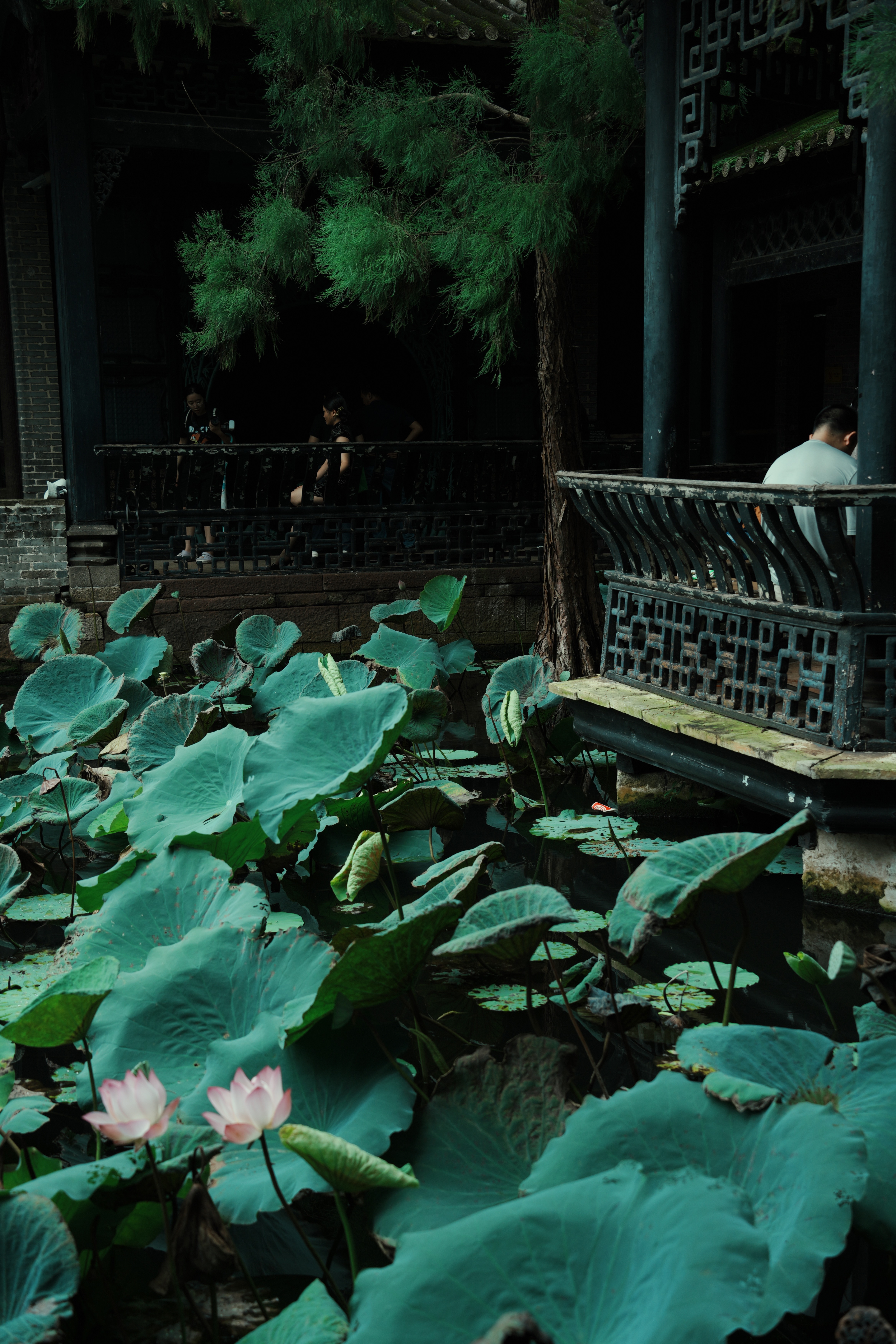 大概夏天留不住热烈，所以秋风来赴约。 
