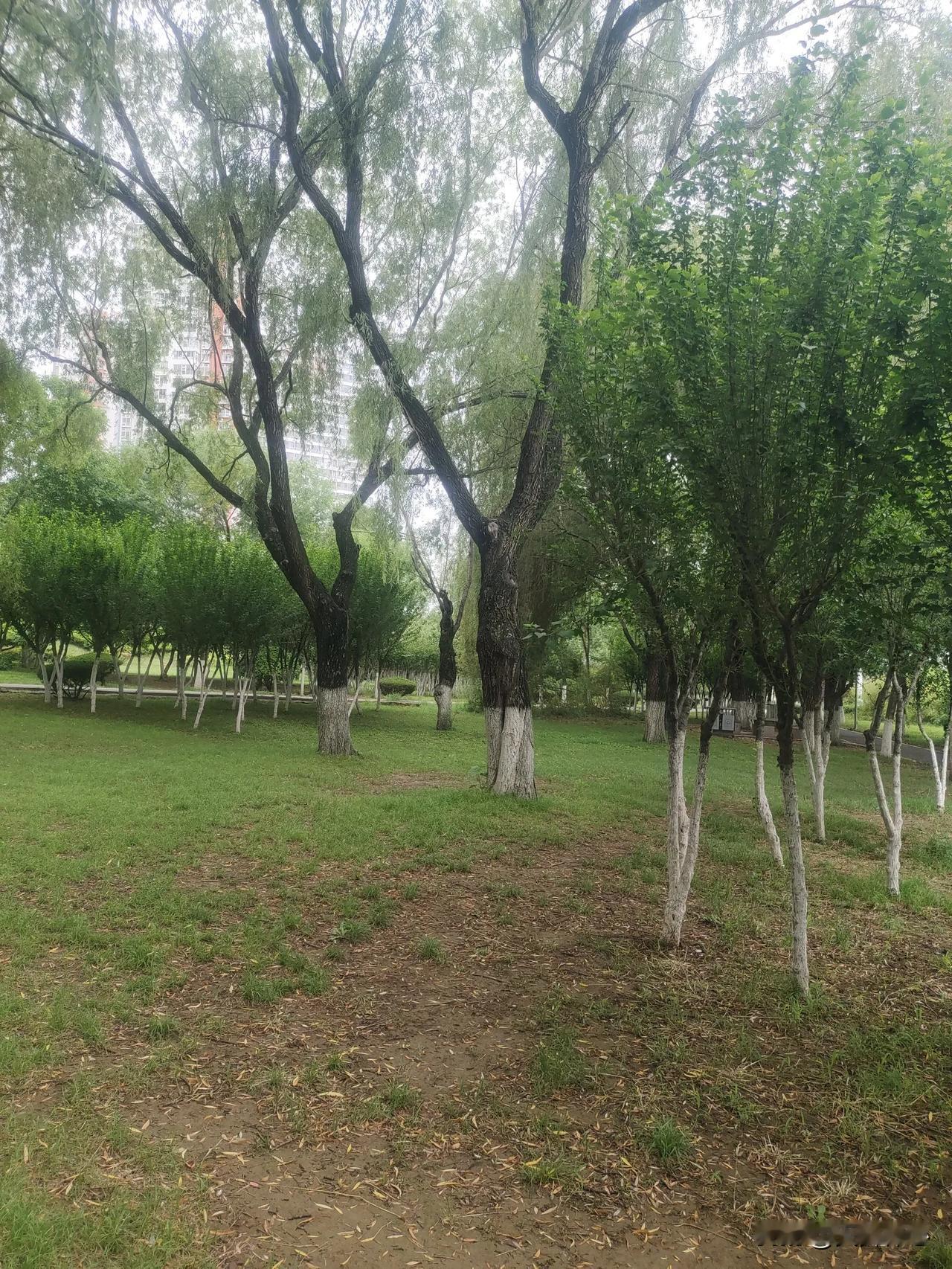 婀罗多姿的柳树林，一群中年少女正在那边唱歌。
我的心似流沙，……摇摆的柳枝 风吹