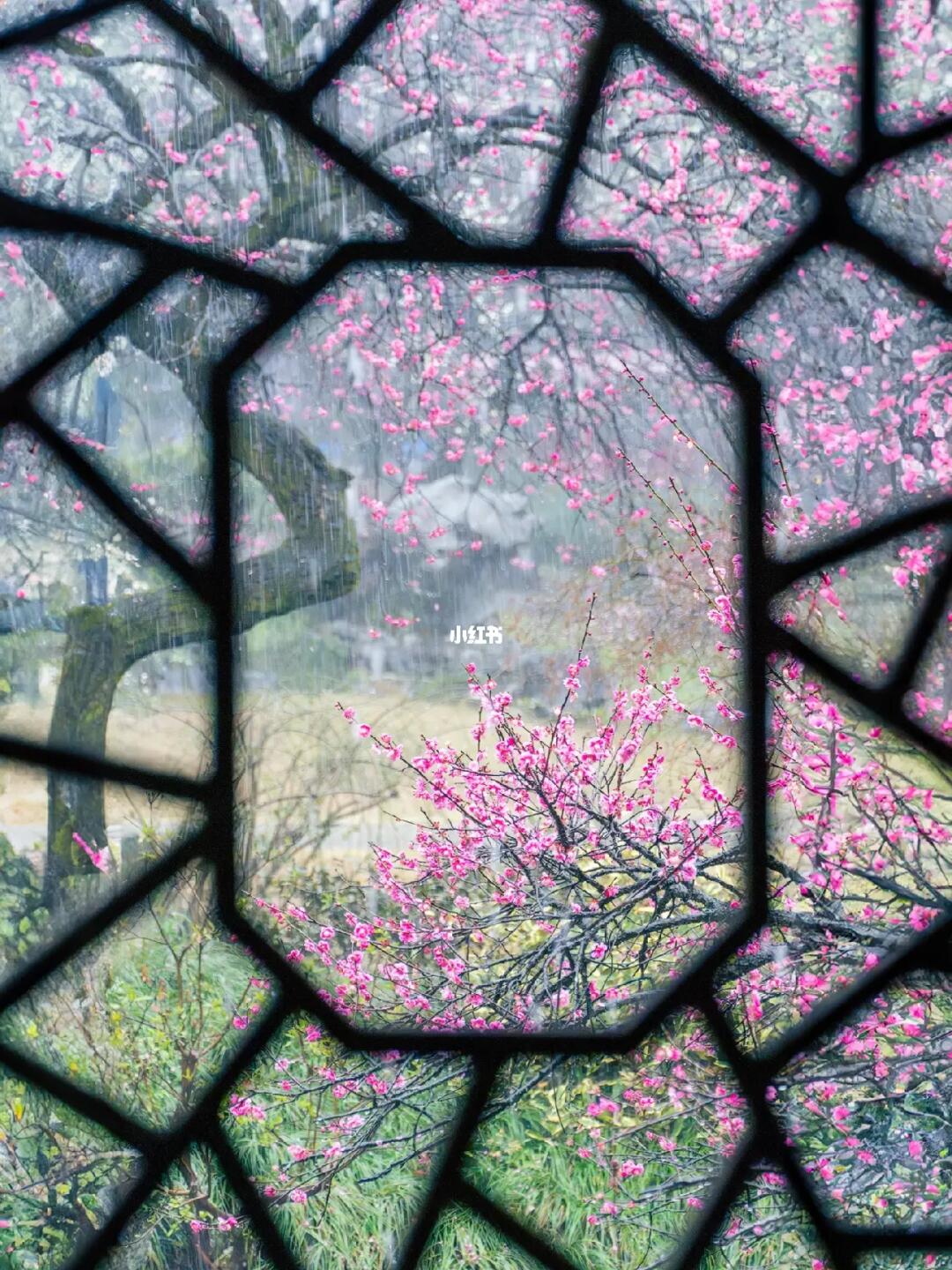 下雨天才是灵峰探梅的正确打开方式