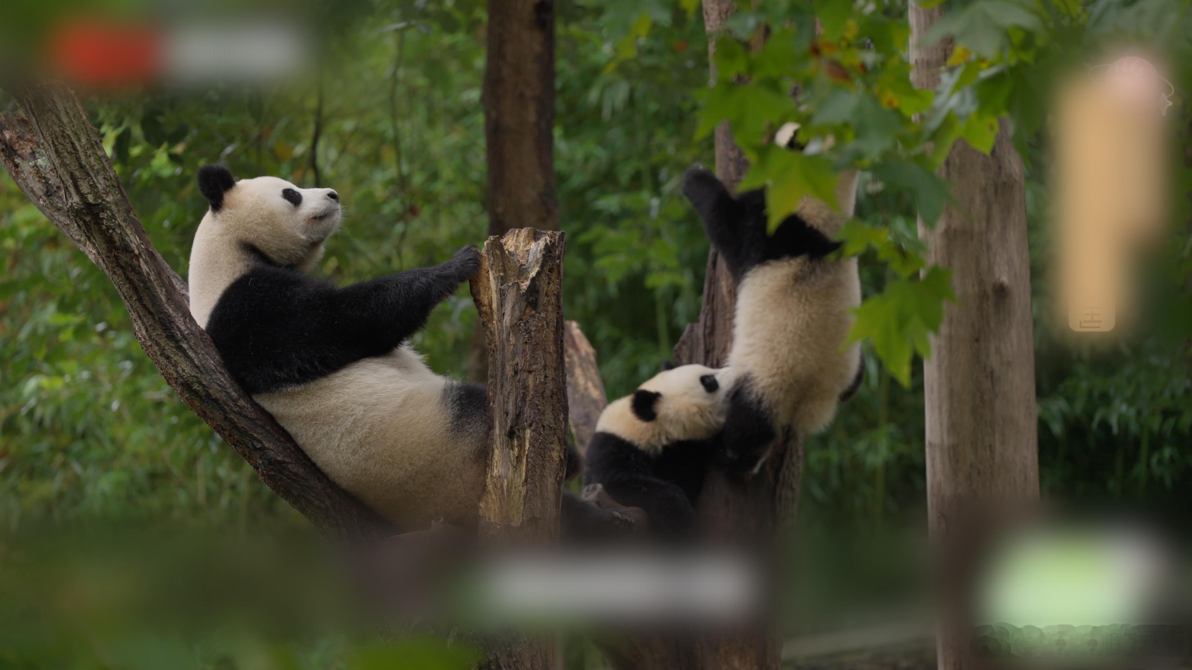 灿阳一家从神树坪搬家到雅安 如果用两个词形容“灿阳”，那就是“闹腾”与“执着”。
