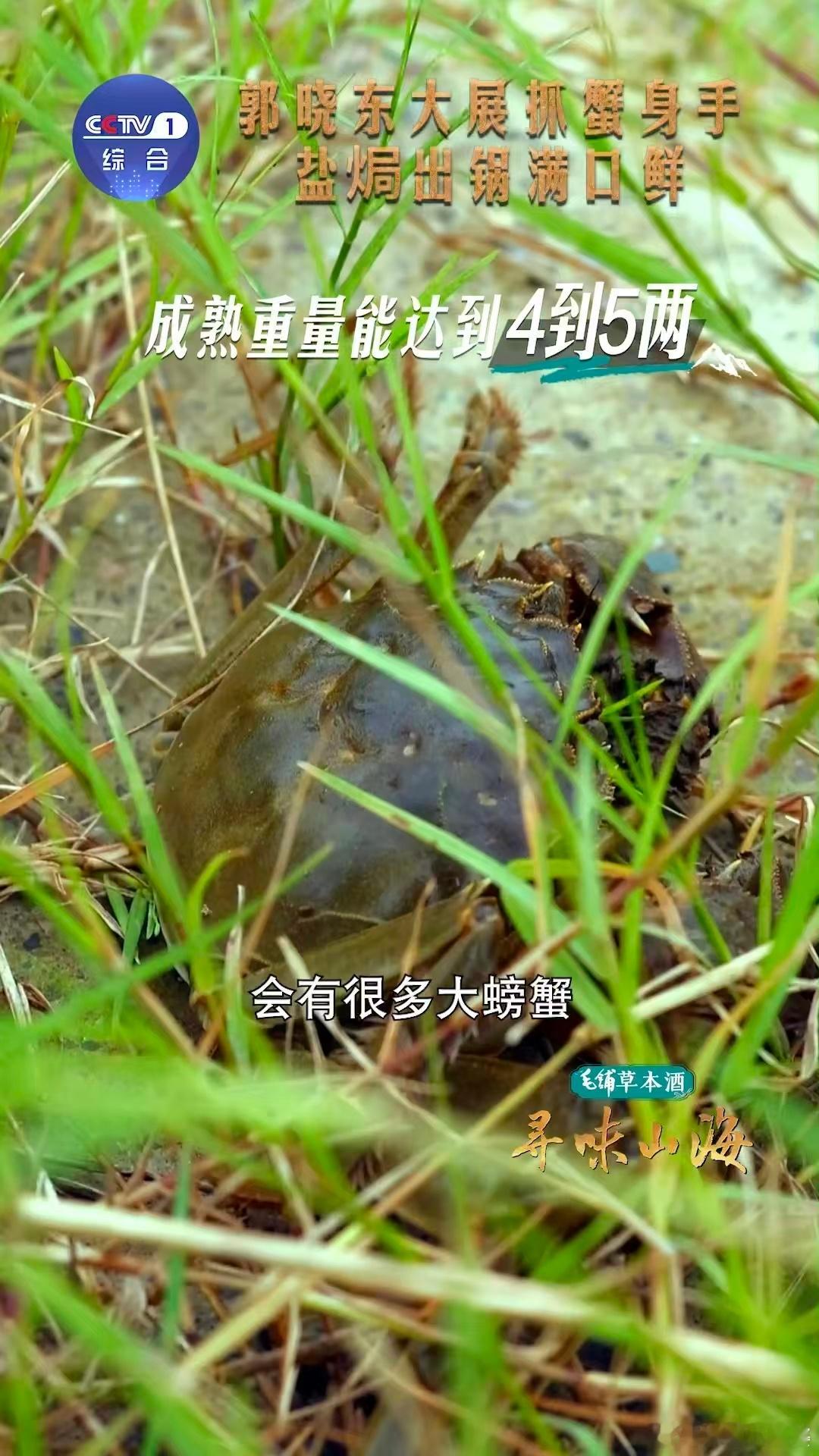 一抓一个大河蟹的快乐梁子湖大河蟹真的是万能食材吧？不管是家常的姜葱炒蟹，还是精致