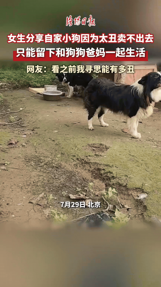 丑得直接万里挑一！北京，女子家中两只品相出众的边牧繁育出一只幼犬。原本打算将小狗