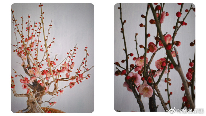 谭松韵含谭摄量100% 谭松韵告别3月plog   谭松韵含谭摄量 100% 谭