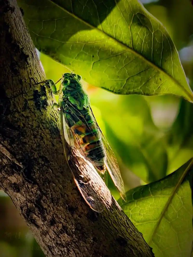 上联：夏日炎炎蝉鸣幽，下联你请?
上联：夏日炎炎蝉鸣幽；
下联：秋风萧萧叶枯黄。