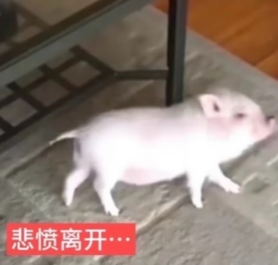 游完泳回家我就这样 