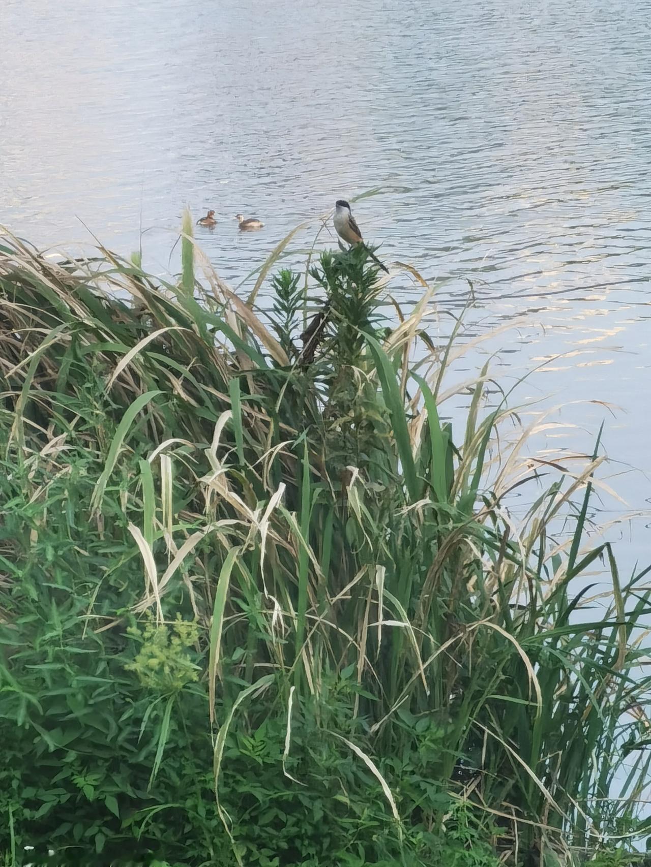芦苇头上的鸟