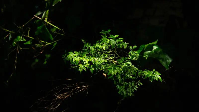 馨漪婉风创作的《七绝 枫桥秋韵》堪称精妙之作。“草木山河共晚秋”，此句开篇便为我