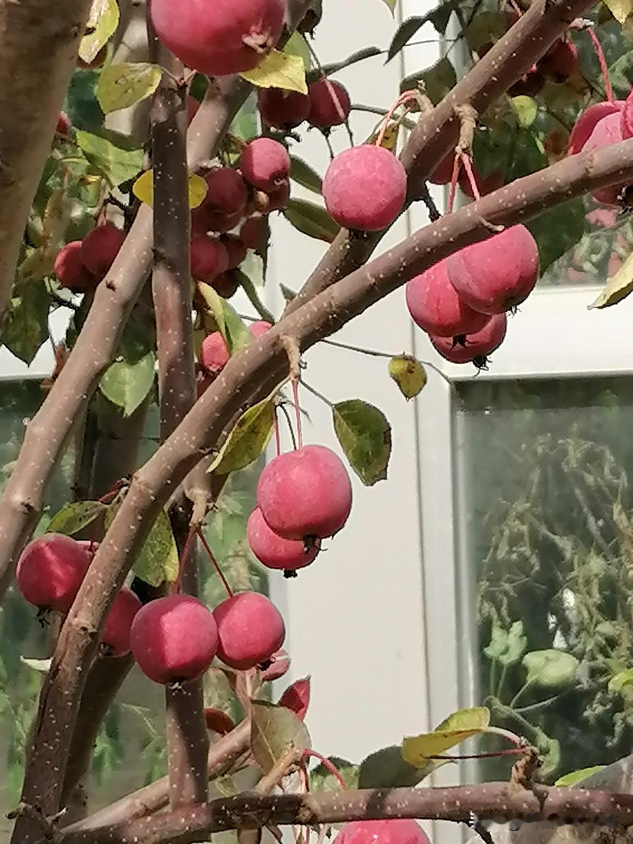 春赏花，秋品果，秋天的海棠果犹如一颗颗晶莹剔透的红宝石，挂满枝头，散发着淡淡的果