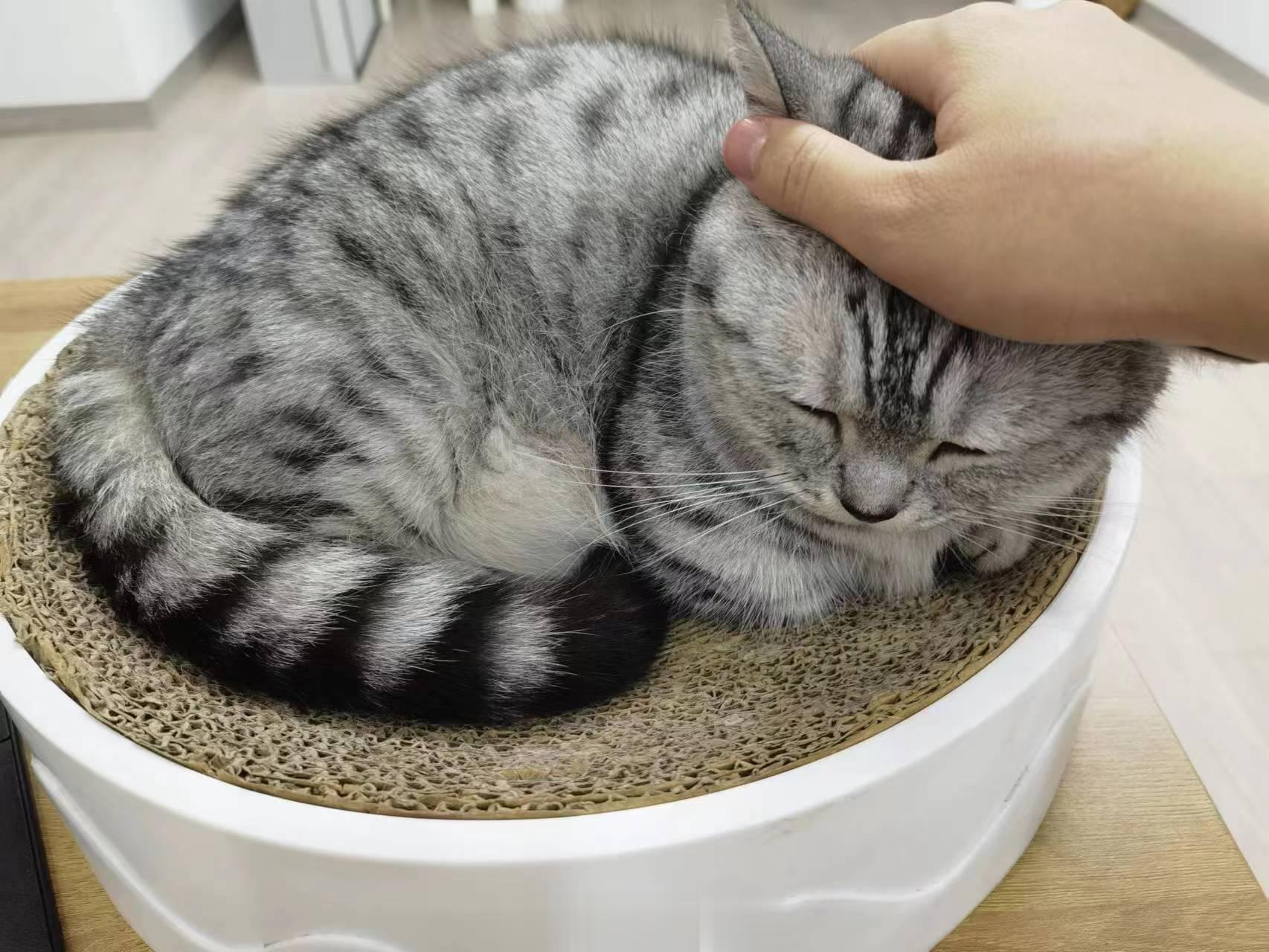桌子上面有一碗猫，干活累了随时撸一撸 的 第3张照片[笑而不语] ​​​第1张：