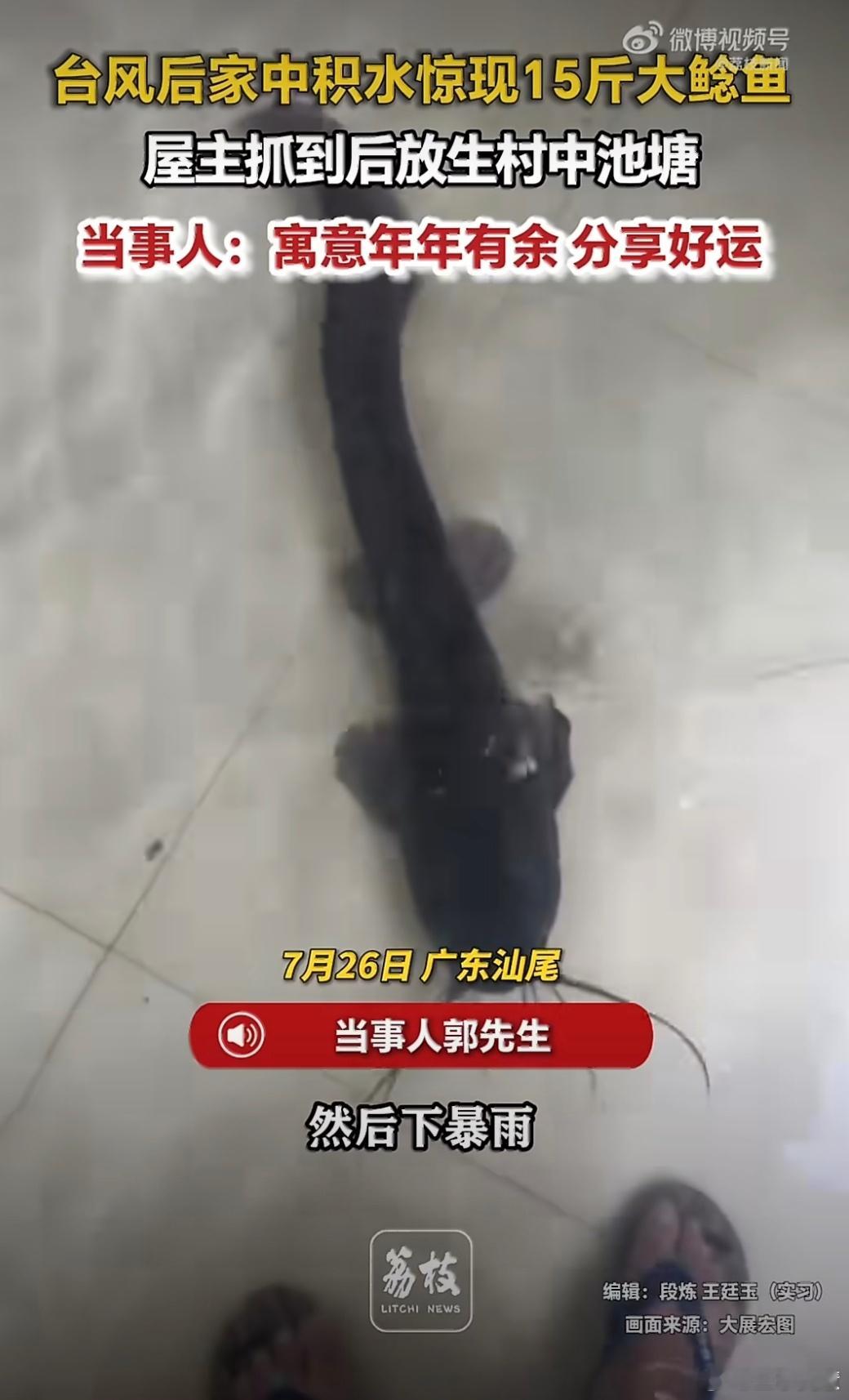 台风后家中积水惊现15斤大鲶鱼证明这家人要发财啊，年年有鱼，很好的寓意，哈哈
