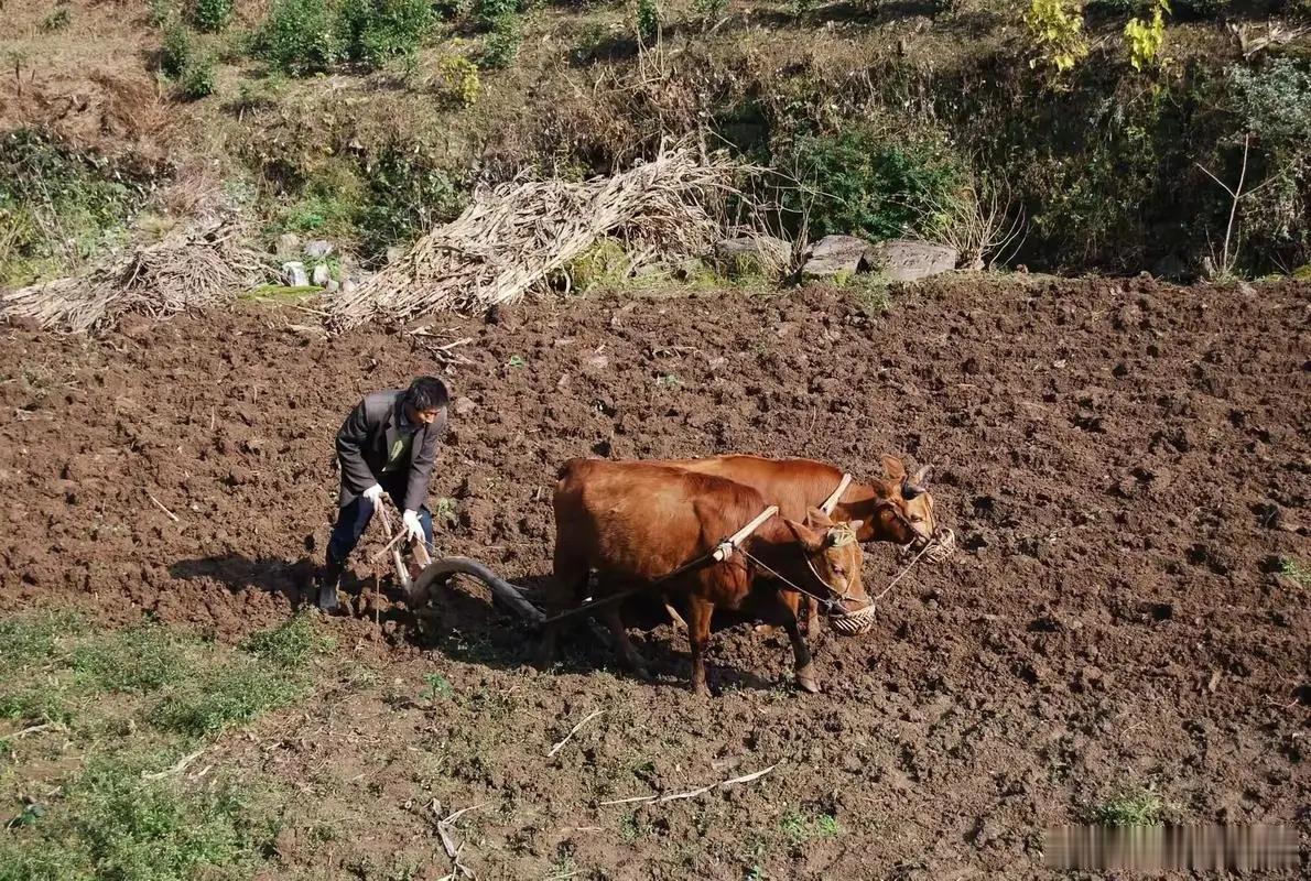 老人们说，啥不是土地里长的？占地有罪啊！请大学生来回答：为什么土地承包又要土地流