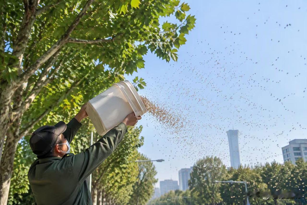 北京放了7亿只周氏啮小蜂。

这种蜂个头很小，专门对付美国白蛾。

一只不起眼，