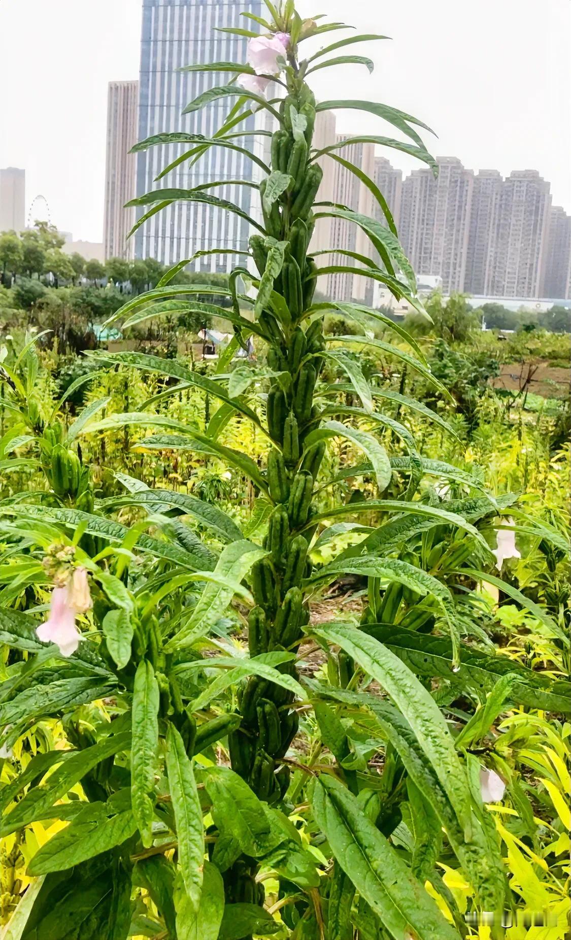 去外地了，路边看到一片很特别的蔬菜，朋友叫它节节高，我说：这不就是芝麻嘛，友友就