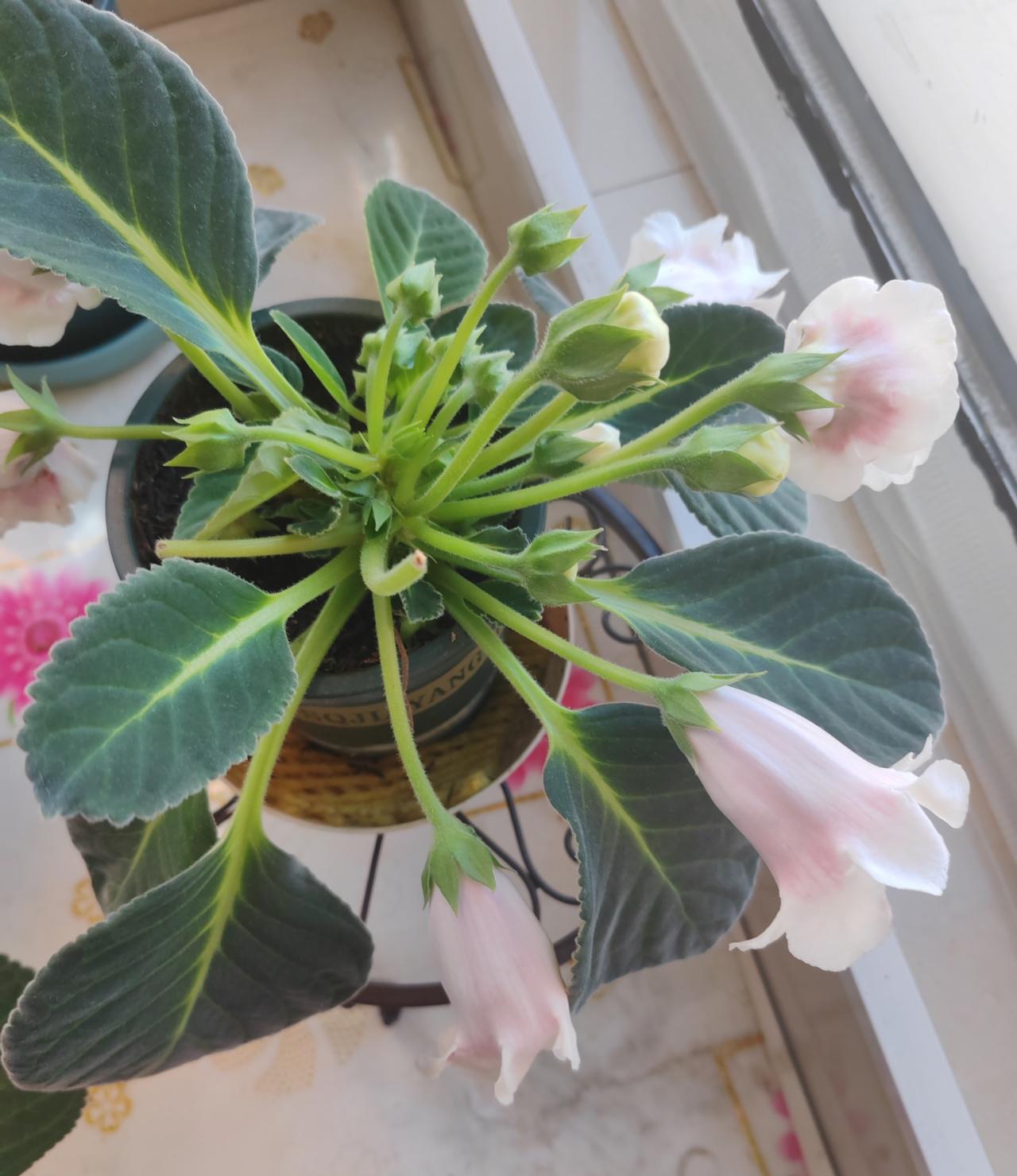 拨云见日，终见花开

老伴儿学生家孩子自从高考出分后，一直不开心，因为低于预期，