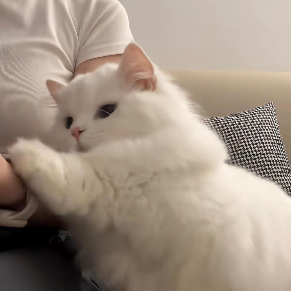 小猫看到感兴趣的就这样扒拉别人🥺丁程鑫你好星期六