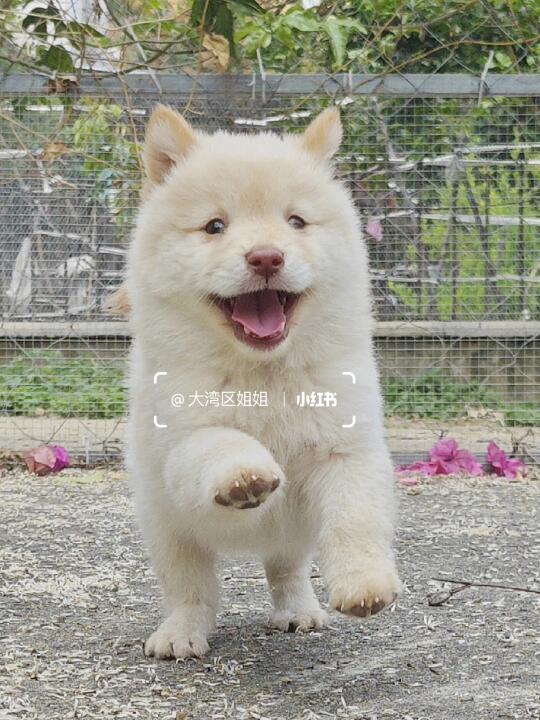 五红白土松妹妹，红鼻子小体亲人温顺可爱。