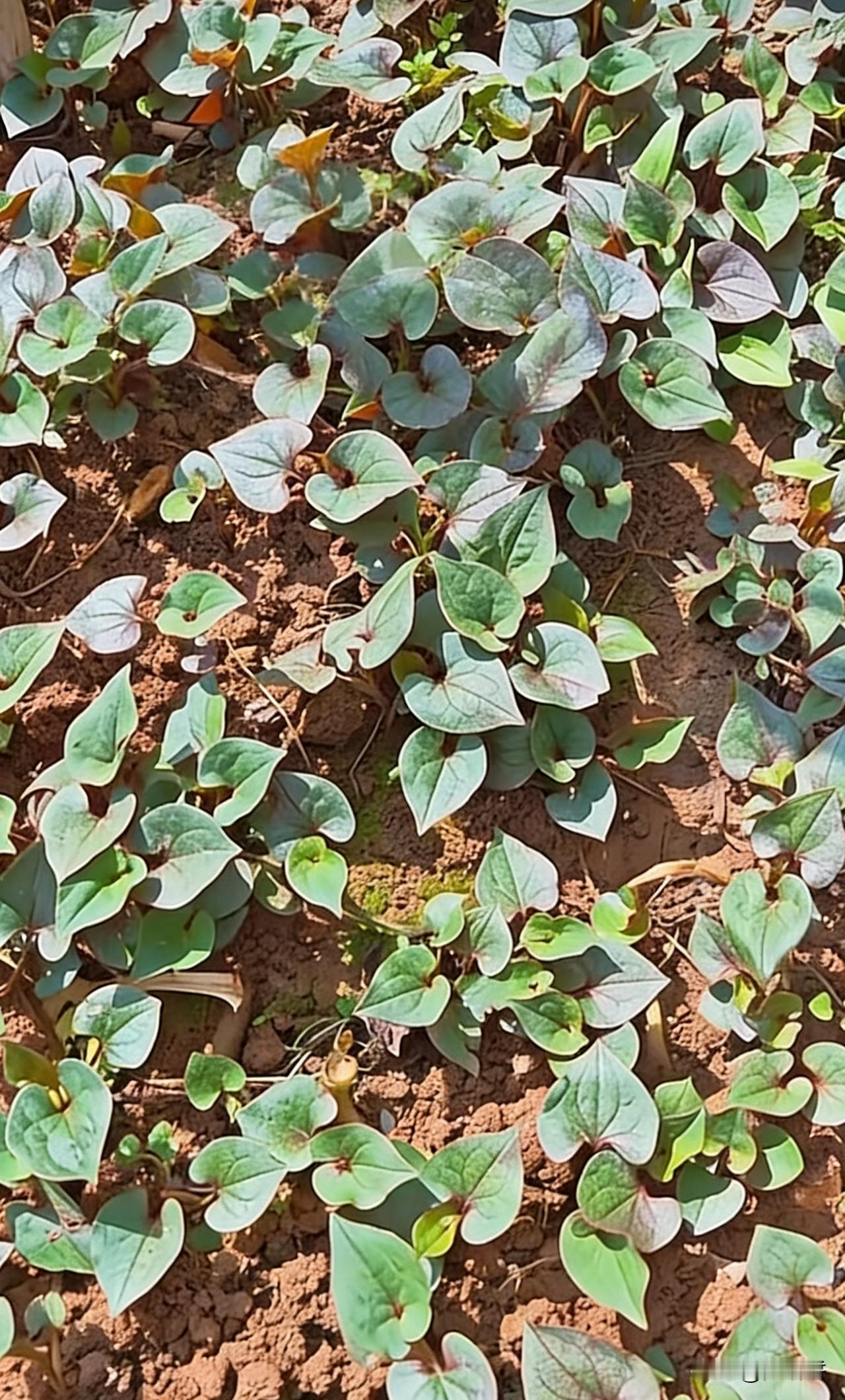 已经问了 200 个城里人，没有一人知道这个农作物叫啥名？如果屏幕前的你知道 不