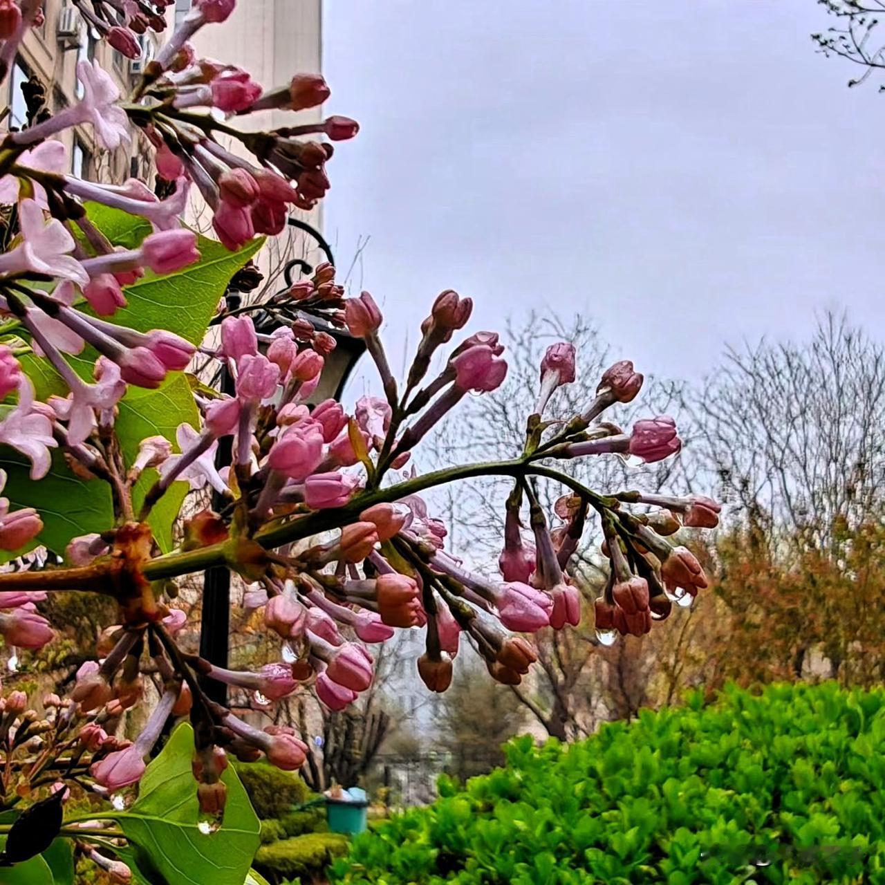 雨露春枝！

又是清爽早晨，一觉醒来，拉开窗帘，地上积雨，空气温润，一场润物细如